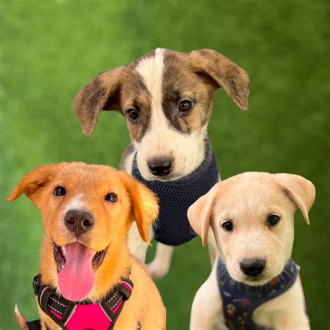 Pets for Adoption at Dog Rescuer, in Santa Clarita, CA .